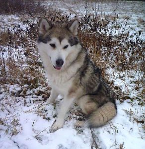 Schlittenhund Sisa auf verschneiter Wiese